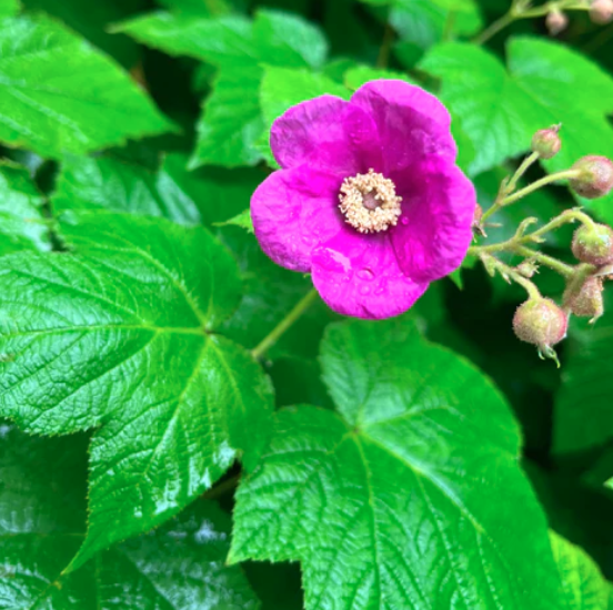 Plantes décoratives