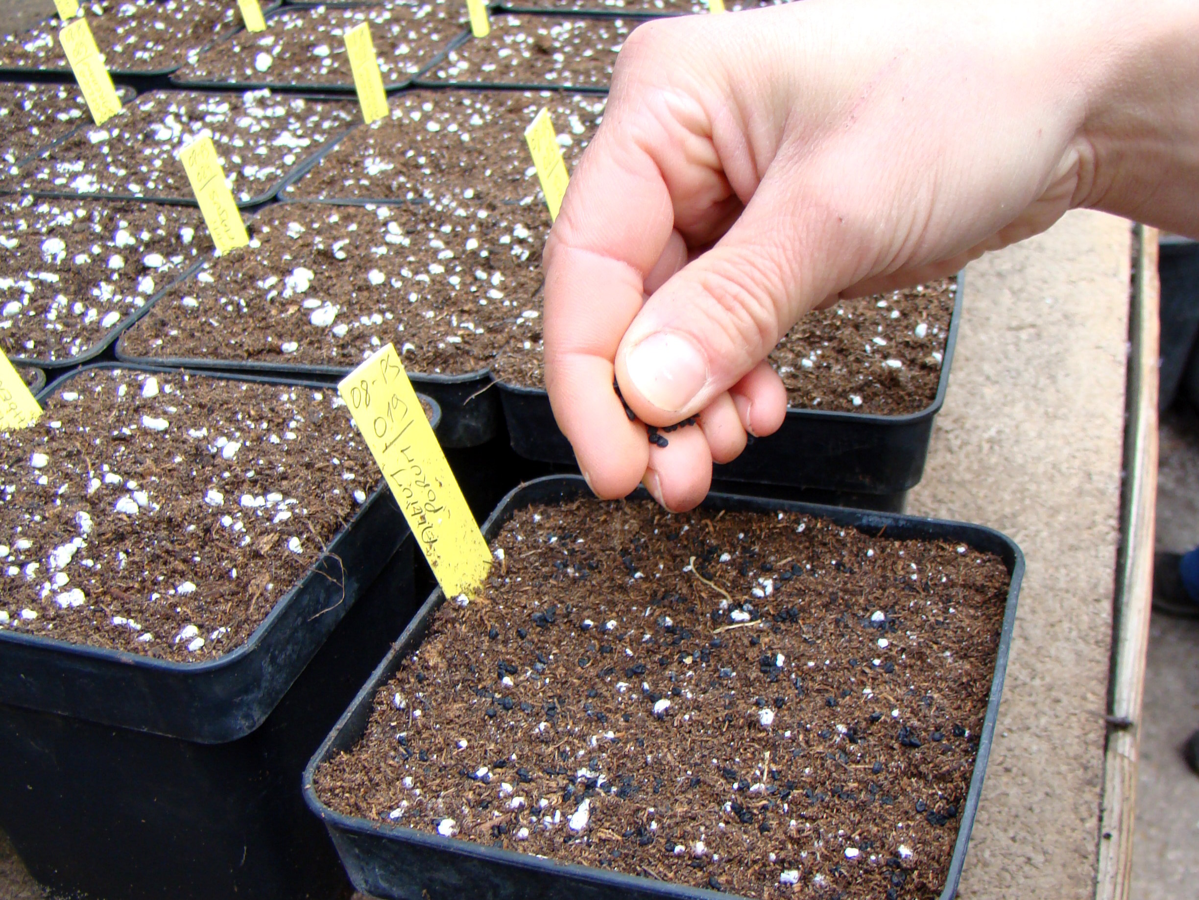 Semences utilitaires